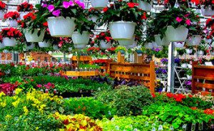 Flower nursery with hanging baskets and blooms.