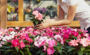Person arranging pink flowers on table.