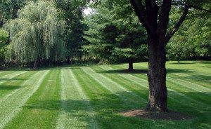A well-manicured lawn with trees all around