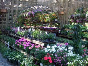 Lush plants and blooming flowers area