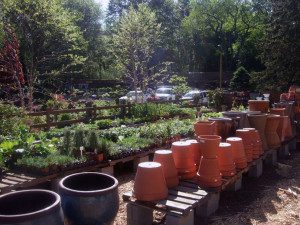 Garden center with pots and plants display.
