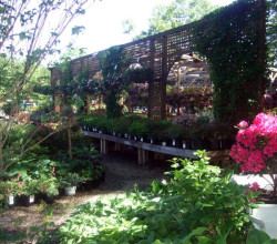 A garden with many plants and flowers