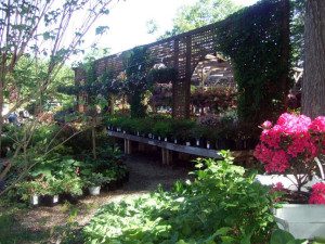 A garden with many plants and flowers