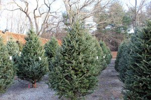Christmas trees for sale in outdoor lot.