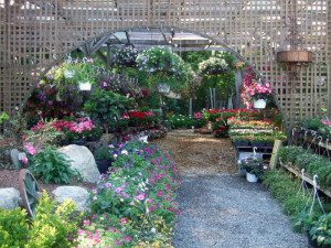 A garden full of beautiful flowers