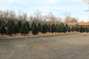 A row of trees in the middle of a road.