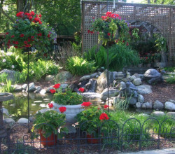 A garden with red flowers and plants in the background.