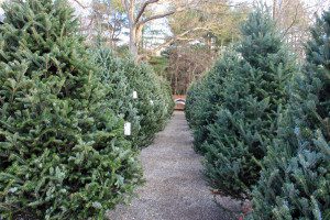 A row of christmas trees in the middle of a path.