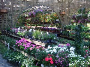 A garden filled with lots of flowers and plants.