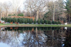 A pond with trees and bushes in the background.