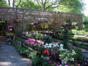 Garden center with colorful flowering plants.