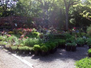 A lot of plants in the dirt near trees.