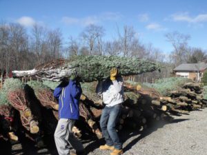 Two men carrying a large tree on their back.