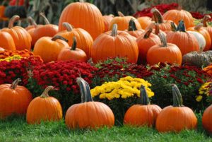 A group of pumpkins and flowers in the grass.