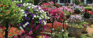 The Garden Center A place to meet, shop and get inspired.