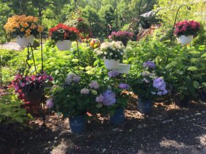 A group of potted plants sitting in the dirt.
