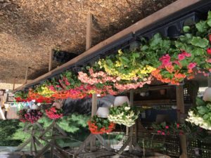 A long wooden shelf filled with lots of flowers.