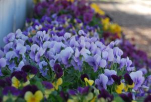 A close up of purple flowers in the grass.