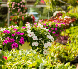 A garden filled with lots of flowers and hanging baskets.