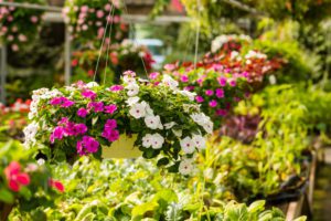 A garden filled with lots of flowers and hanging baskets.