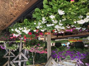 A garden with many different flowers in it