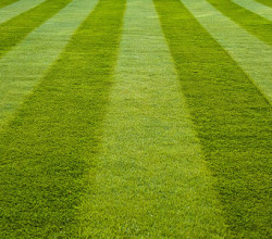 A close up of the grass that is striped.