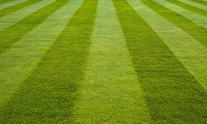 A close up of the grass that is striped.