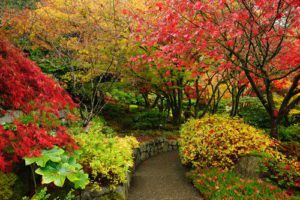 A garden with many trees and bushes