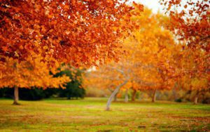 A tree with orange leaves in the background.