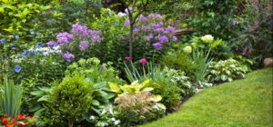Lush garden with colorful flowers