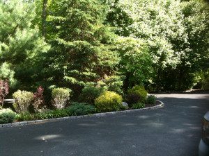 Driveway surrounded by lush green trees.