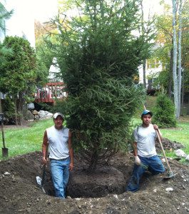 Two men planting a large evergreen tree.