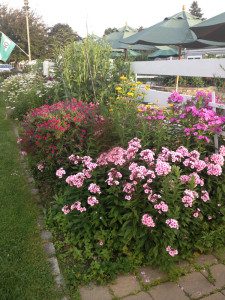 Flower garden with pink and yellow blooms.