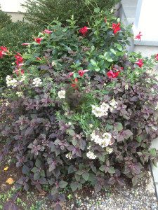 Bush with red and white flowers.