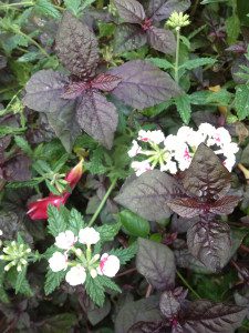 A close up of some flowers with purple leaves