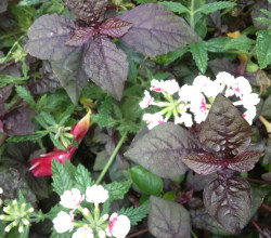 A close up of some flowers with purple leaves