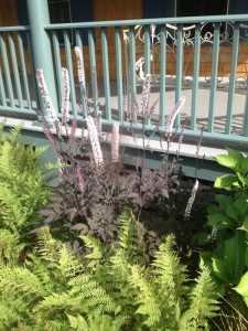 Purple flowers and ferns by porch railing.