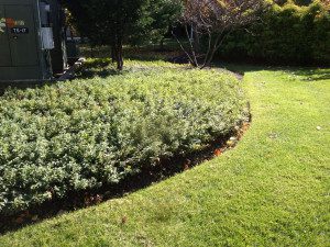 A garden with bushes and trees in the background.