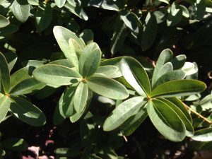 A close up of two green leaves on the side of a tree.