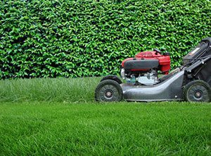 Lawn mower cutting grass near green hedge.