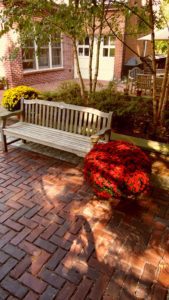A wooden bench near a flowering plant