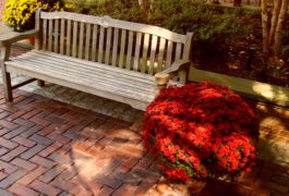 A wooden bench near a flowering plant