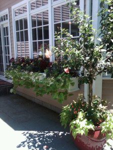 Potted plants and window boxes on patio.
