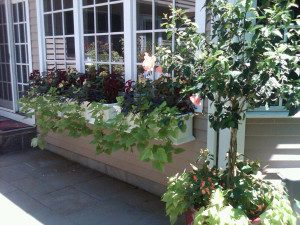 Window planter box with lush greenery.