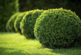 A row of bushes in the grass.