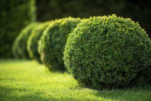 A row of bushes in the grass.