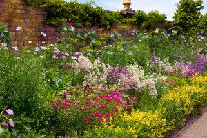 Vibrant flower bed with various blossoms.