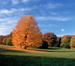 A tree with orange leaves in the middle of a field.