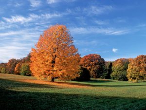 A tree with orange leaves in the middle of a field.