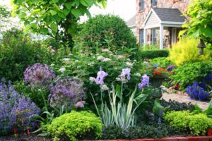 Vibrant front garden with diverse plants